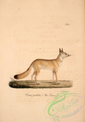 mammals-06520 - canis latrans pallidus, canis pallidus