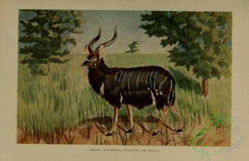 mammals-06762 - Angas's Harnessed Antelope, Inyala