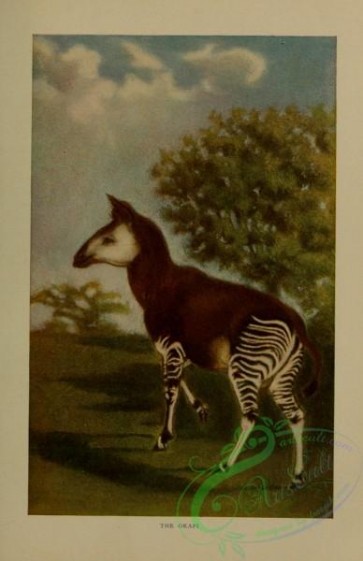 mammals-06769 - Okapi