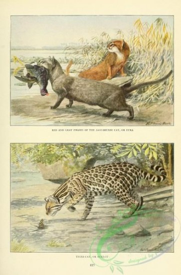 mammals-06785 - Jaguarundi Cat, Eyra, Tiger-Cat, Ocelot