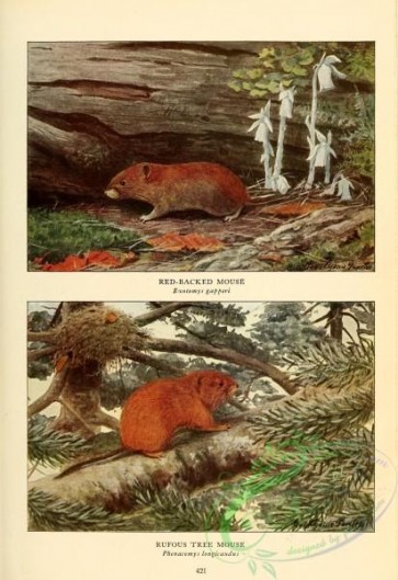 mammals-06830 - Red-backed Mouse, evotomys gapperi, Rufous Tree Mouse, phenacomys longicaudus
