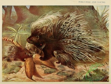 mammals-06893 - Porcupine