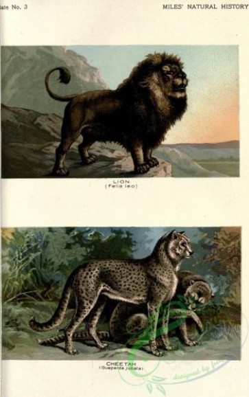 mammals-06935 - Lion, felis leo, Cheetah, gueparda jubata