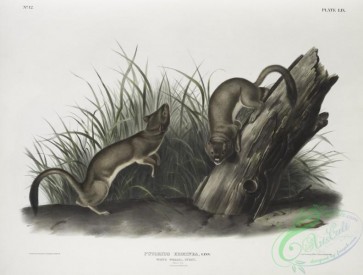 mammals-07073 - 2364-Puttorius ermninea, White Weasel, Stoat, Natural size, 1, Male, 2, Female