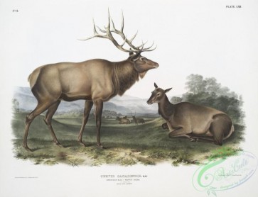 mammals-07076 - 2367-Cervus Canadensis, American Elk, Wapiti Deer, 17 Natural size, Male and Female
