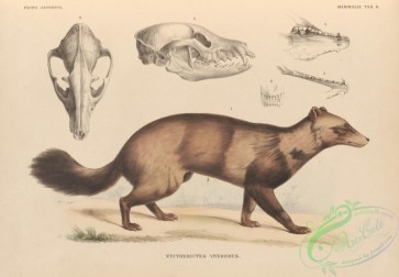 mammals-07264 - nycthereutes viverrinus