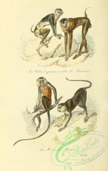mammals-07340 - Palas, Babouin, Mone, Mona