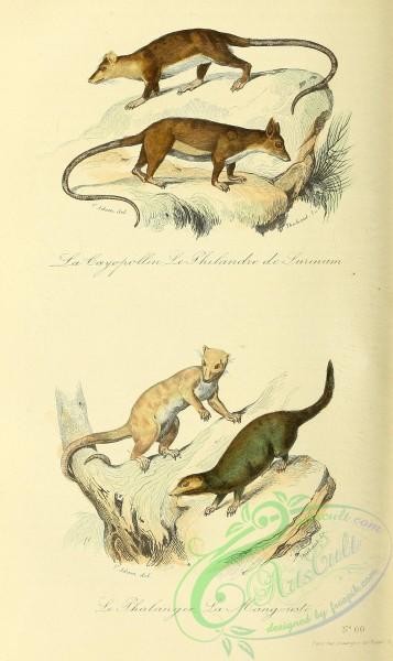 mammals-07351 - Cayopollin, Philandre de Surinam, Phalanger, Mangouste