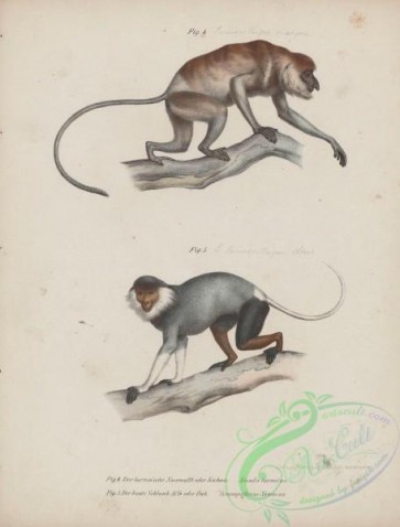 mammals-07387 - 003-Long-nosed Monkey or Proboscis Monkey, nasalis larvatus, pygathrix nemaeus, semnopithecus nemaeus