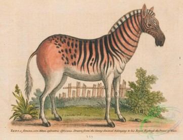 mammals-07487 - Zebra, 2