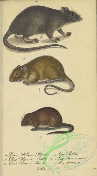 mammals-07534 - 028-rattus rattus, mus rattus, rattus norvegicus decumanus, mus decumanus, mus agratius