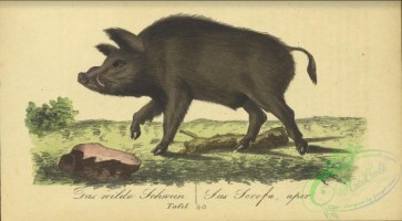 mammals-07546 - 040-Wild Boar or Eurasian Wild Pig or Ryukyu Islands Wild Pig, sus scrofa