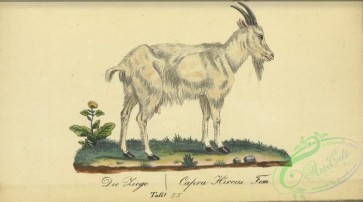mammals-07561 - 055-Wild Goat or Bezoar, capra hircus