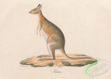 mammals-07636 - 003-Thetis, Kangaroo