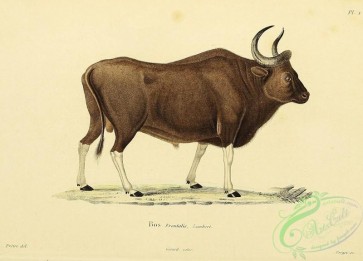 mammals-07685 - Gaur or Seledang or Mithun or Bull Gayal, bos frontalis