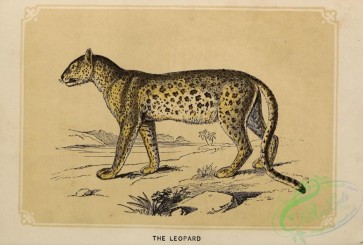 mammals-07690 - 004-Leopard