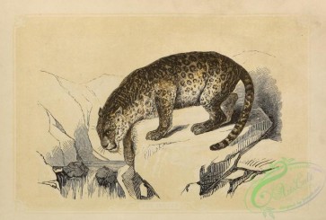 mammals-07692 - 006-Jaguar