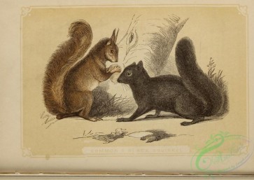 mammals-07740 - 054-Common Squirrel, Black Squirrel