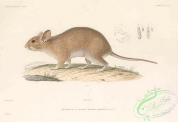 mammals-07823 - Eastern Woodrat, neotoma floridana