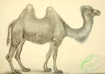 mammals_bw-00214 - 040-Camel