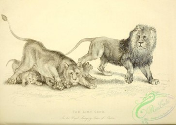 mammals_bw-00220 - 046-Lion Cubs