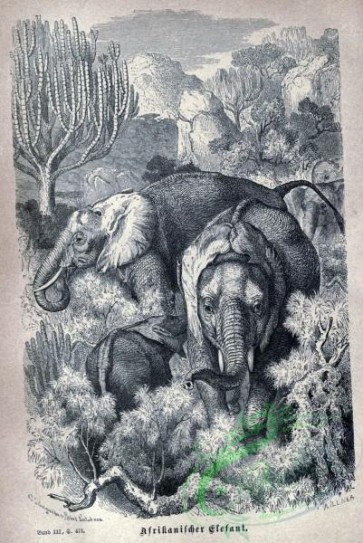 mammals_bw-00561 - 015-African Elephant