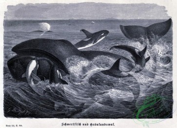 mammals_bw-00565 - 019-Whale