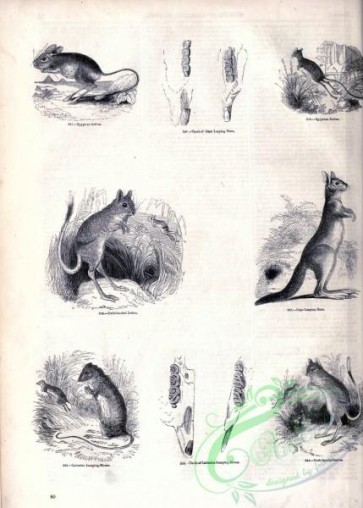 mammals_bw-01183 - 029-Egyptian Jerboa, Dark-banded Jerboa, Cape Leaping Hare, Labrador Jumping-Mouse, Dark-banded Jerboa
