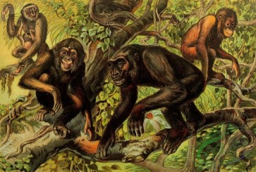 mammals_full_color-00018 - Hulock Gibbon, Chimpanzee, Gorilla, Orang-Outan