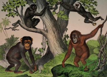 mammals_full_color-00091 - Chimpanzee, Orang-outan, White-handed Gibbon, Siamang