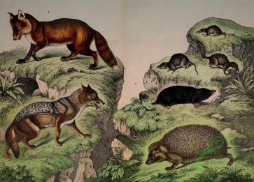 mammals_full_color-00271 - Jackal, Fox, Hedgehog, Shrew-mouse, Water Shrew, Tuscan Shrew-mouse, Mole