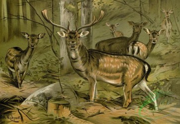 mammals_full_color-00533 - Fallow Deer