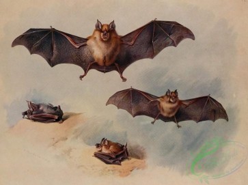 mammals_full_color-00641 - Greater Horseshoe Bat, Lesser Horseshoe Bat