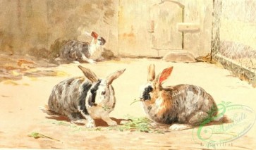 mammals_full_color-00665 - Harlequin rabbit