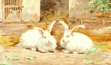 mammals_full_color-00667 - Angora rabbit