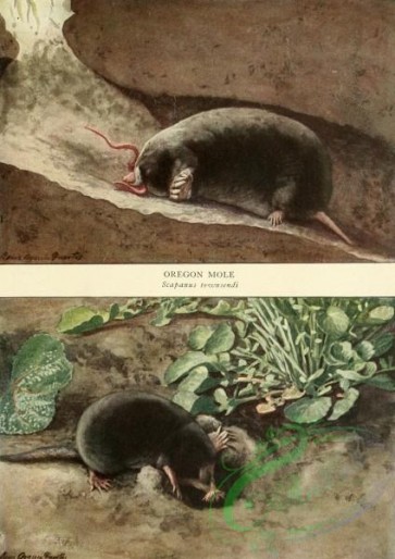 mammals_full_color-00694 - Oregon Mole, Star-nosed Mole