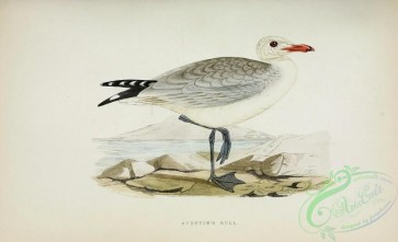 marine_birds-00004 - Audouin's Gull