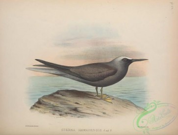 marine_birds-00585 - sterna hawaiiensis