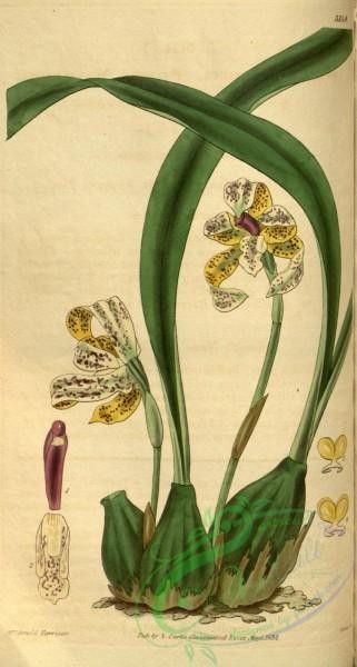 maxillaria-00079 - 3154-maxillaria picta, Painted Maxillaria