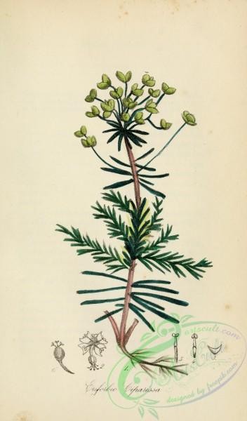 medicinal_herbs-00210 - euphorbia ciparissa