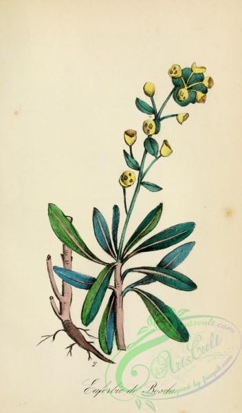 medicinal_herbs-00214 - euphorbia sylvatica