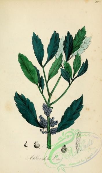 medicinal_herbs-00250 - mirica cerifera