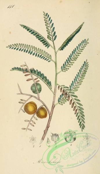 medicinal_herbs-00337 - phylantus emblica
