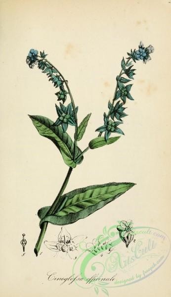 medicinal_herbs-00518 - cynoglossum officinale