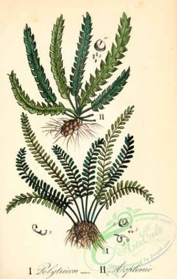 medicinal_herbs-00626 - polypodium vulgare