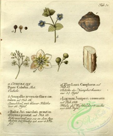 medicinal_herbs-00721 - piper cubeba, anagallis arvensis, radix ari, lignum juniperi