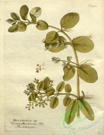 medicinal_herbs-00739 - veronica beccabunga