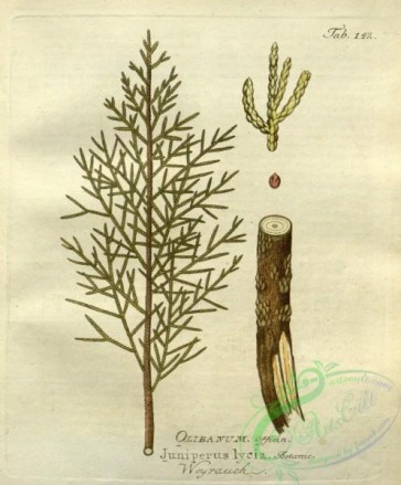 medicinal_herbs-00762 - juniperus lycia