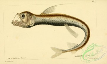 monster_fishes-00063 - Sloane'S Viperfish, chauliodus sloani