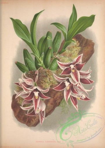 mounted-00039 - paphinia lindeniana